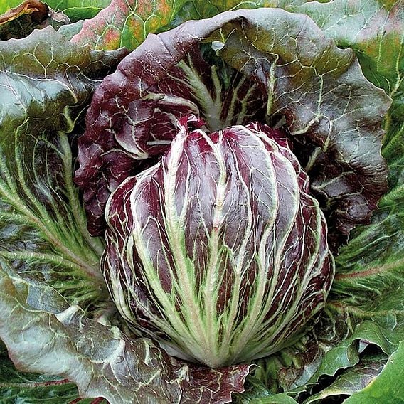 Radicchio 'Palla Rossa' - Organic Seeds