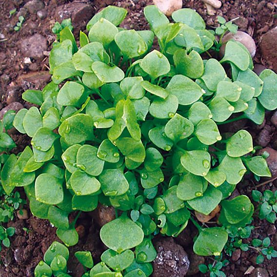 Claytonia - Organic Seeds