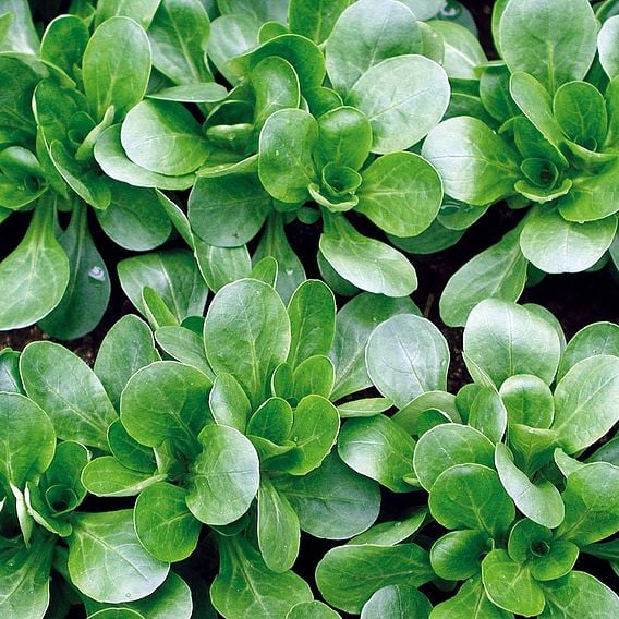 Corn Salad 'Granon' - Organic Seeds