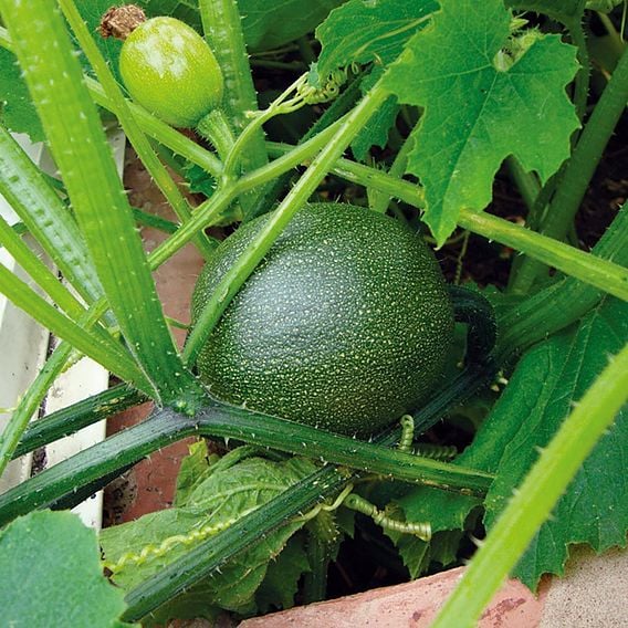 Courgette 'Rondo Di Nizza' - Organic Seeds