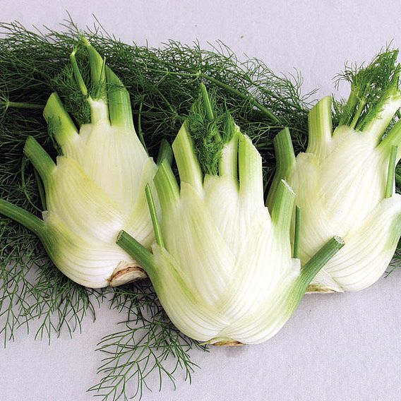 Fennel Florence 'Finale' - Organic Seeds