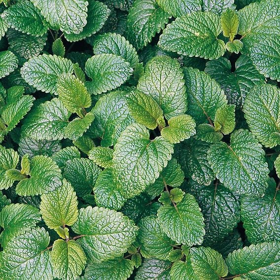 Lemon Balm - Organic Herb Seeds