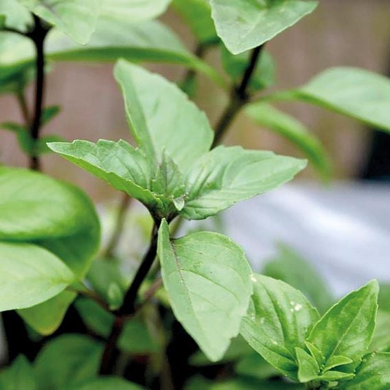 Basil 'Cinnamon' - Organic Herb Seeds
