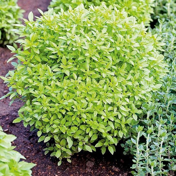 Basil 'Greek' - Organic Herb Seeds