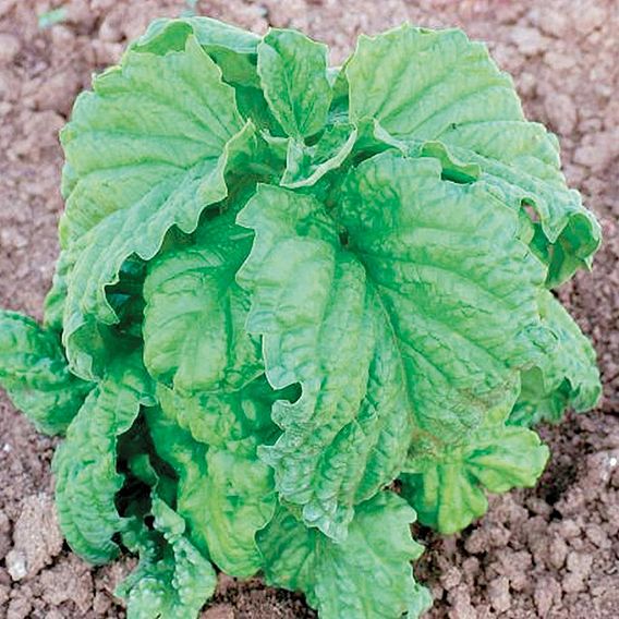 Basil 'Lettuce Leaved' - Organic Herb Seeds
