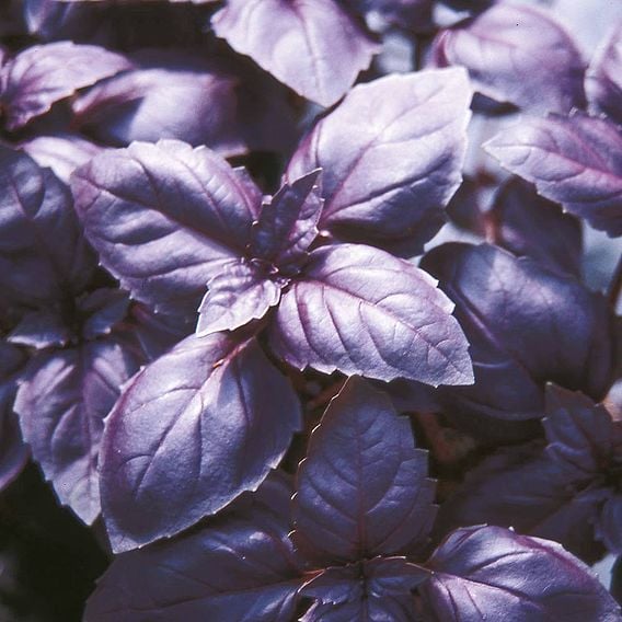Basil 'Red Rubin' - Organic Herb Seeds