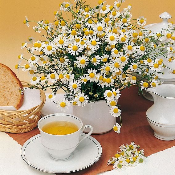 Chamomile 'Matricaria' - Organic Herb Seeds