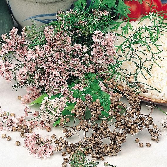 Coriander - Organic Herb Seeds