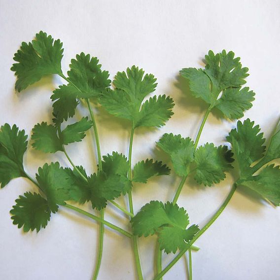 Herb (Organic) Seeds - Coriander Cilantro