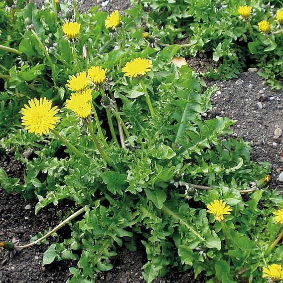 Dandelion - Organic Herb Seeds