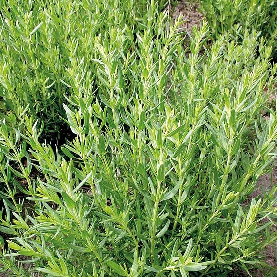 Hyssop - Organic Herb Seeds
