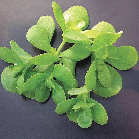 Purslane 'Golden' - Organic Herb Seeds