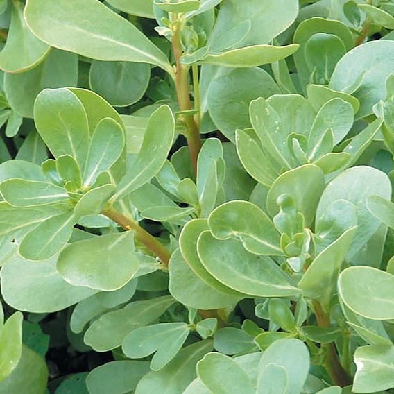 Purslane 'Green' - Organic Herb Seeds