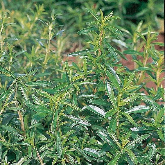 Summer Savory - Organic Herb Seeds