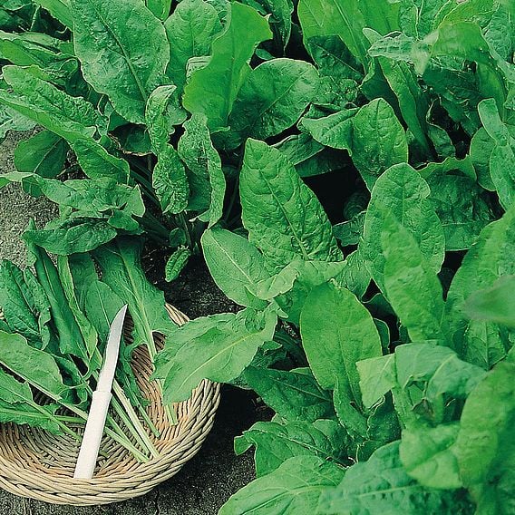 Sorrel 'Broad Leaved' - Organic Herb Seeds