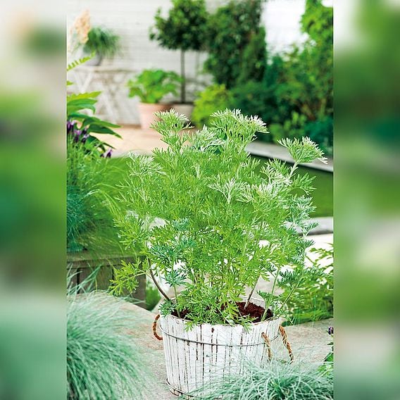Wormwood - Organic Herb Seeds