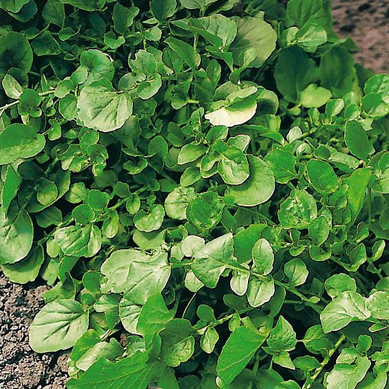 Winter Cress - Organic Herb Seeds