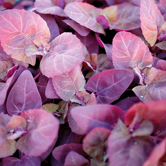 Leaf Salad 'Red Orache' - Organic Seeds