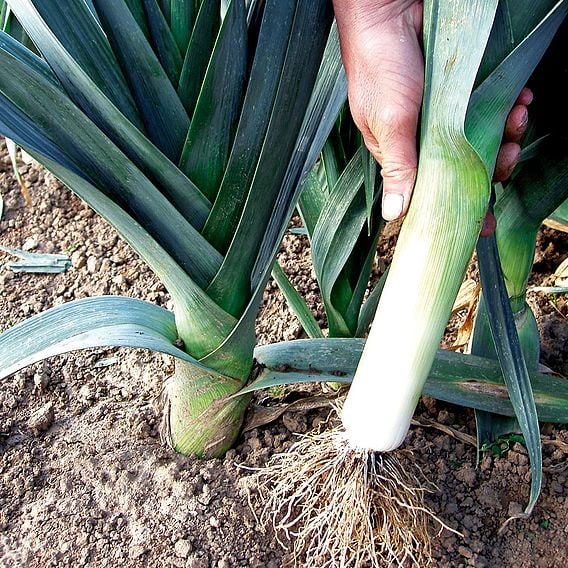Leek 'Saint Victor' - Organic Seeds