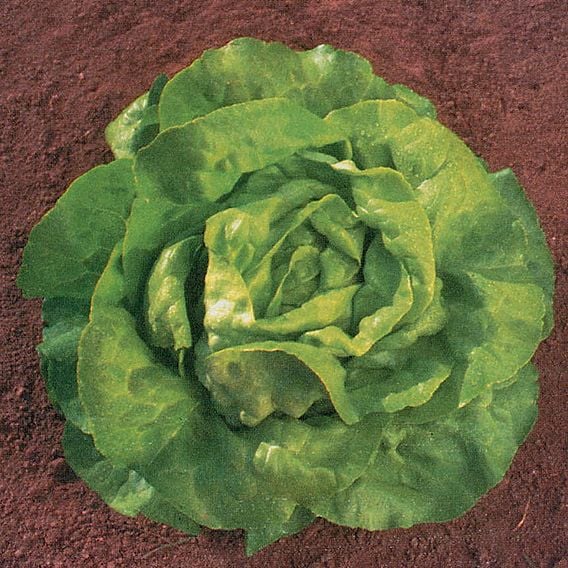 Lettuce 'Sylvesta' - Organic Seeds