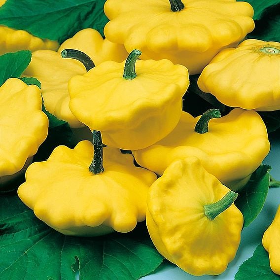 Squash 'Scallopini Yellow' - Organic Seeds