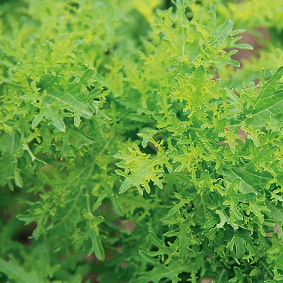 Mustard 'Golden Frills' - Organic Seeds