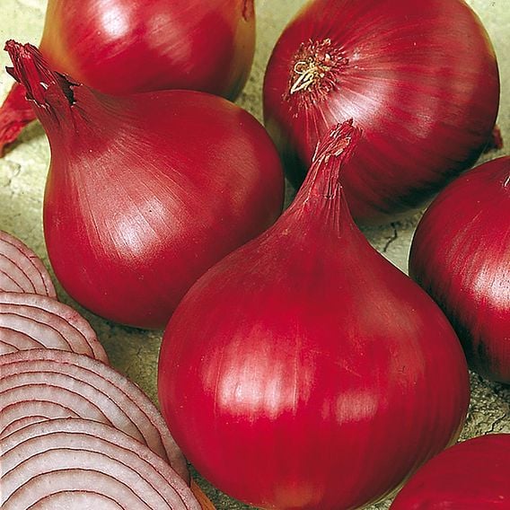 Onion 'Red Baron' - Organic Seeds
