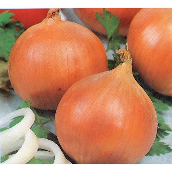 Onion 'Yellow Density' - Organic Seeds