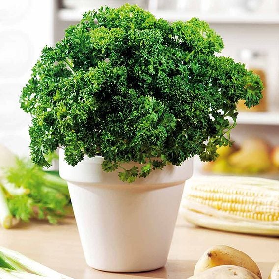 Parsley 'Moss Curled 2' - Organic Herb Seeds