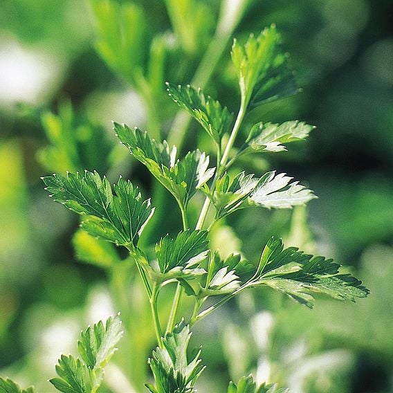 Parsley 'Plain French' - Organic Herb Seeds
