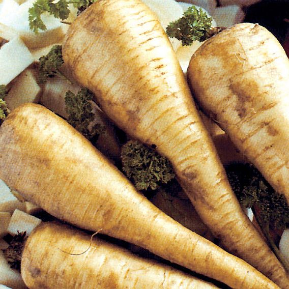 Parsnip (Organic) Seeds - Tender and True