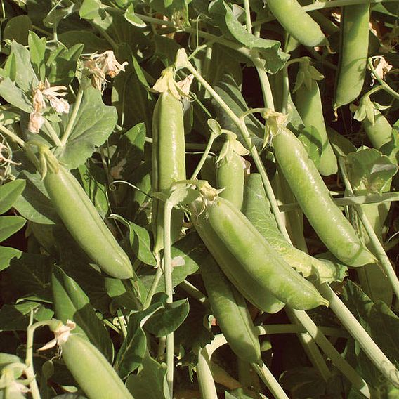 Pea 'Ambassador' - Organic Seeds
