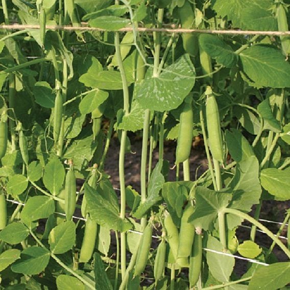 Pea 'First Early May' - Organic Seeds