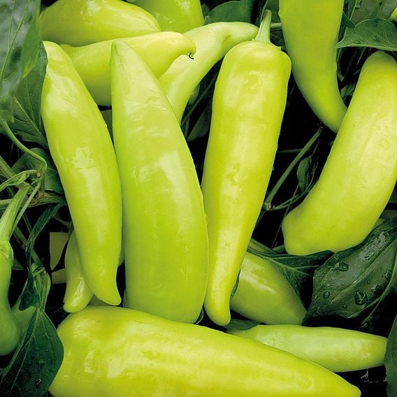 Pepper Hot 'Hungarian Hot Wax' - Organic Seeds