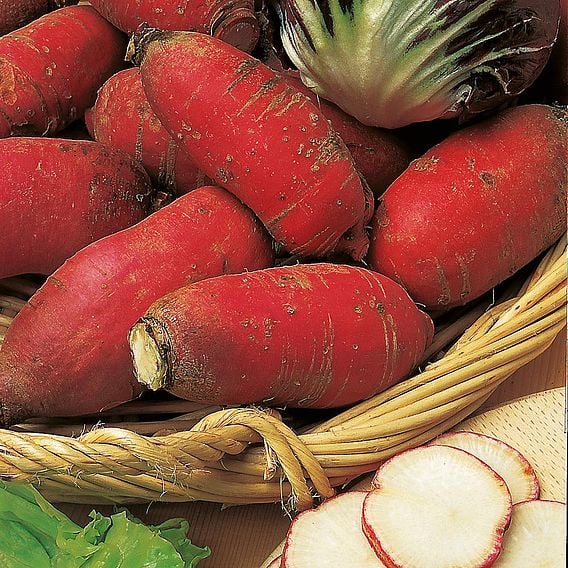 Radish 'China Rose' - Organic Seeds