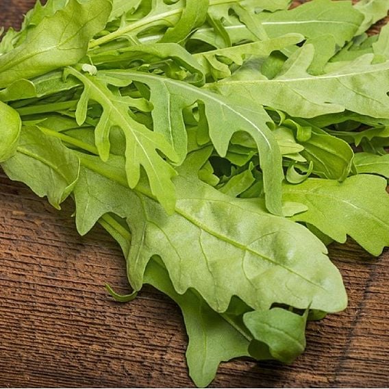 Rocket Salad 'Rucola' - Organic Herb Seeds