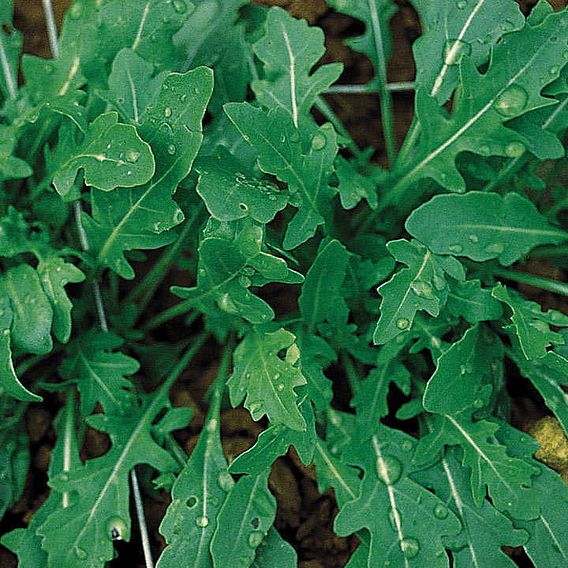 Wild Rocket - Organic Seeds