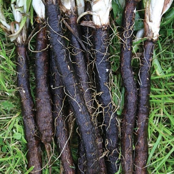Scorzonera 'Russian Giant' - Organic Seeds