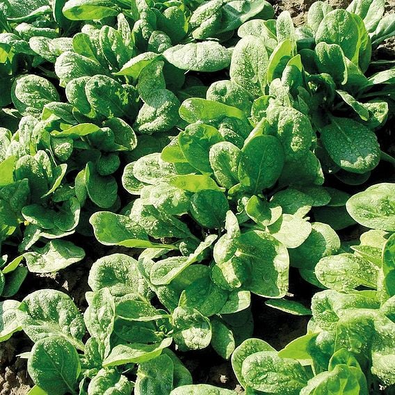 Spinach 'American' - Organic Seeds