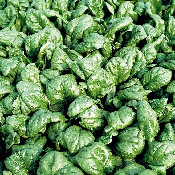 Spinach 'Palco' F1 - Organic Seeds