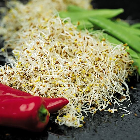 Sprouting 'Alfalfa' - Organic Seeds