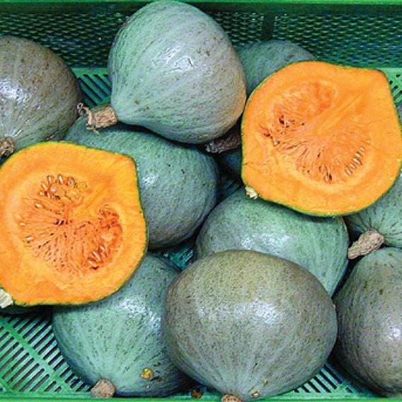 Squash 'Blue Ballet' - Organic Seeds