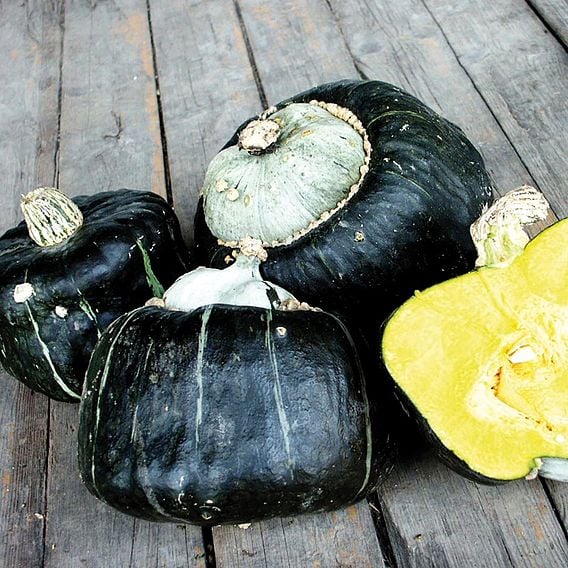 Squash 'Buttercup' - Organic Seeds