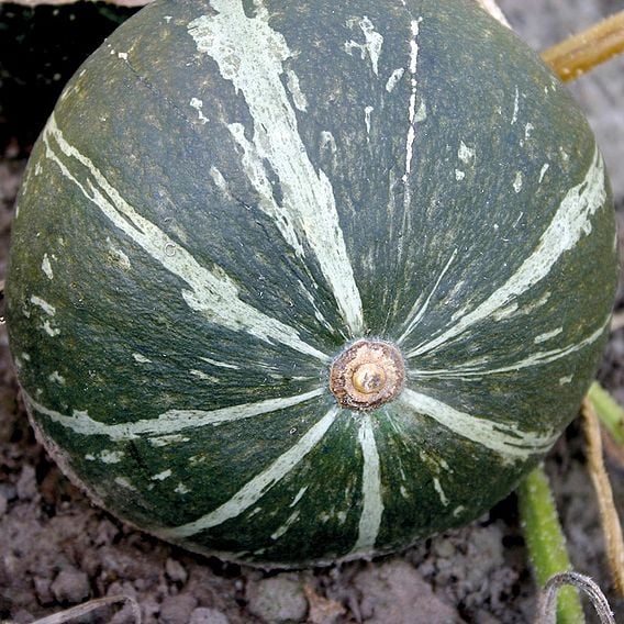 Squash 'Green Hokkaido' - Organic Seeds