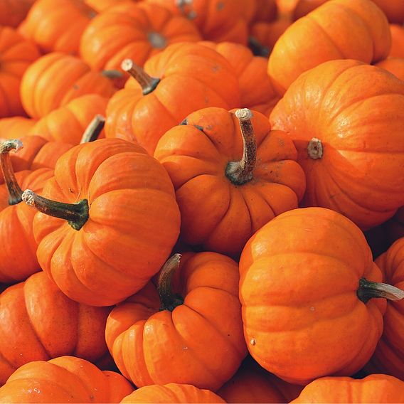 Pumpkin 'Jack Be Little' - Organic Seeds