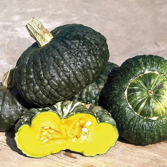 Squash 'Marina Di Chioggia' - Organic Seeds
