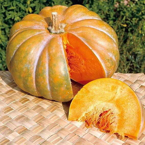 Squash 'Moschata Muscade' - Organic Seeds