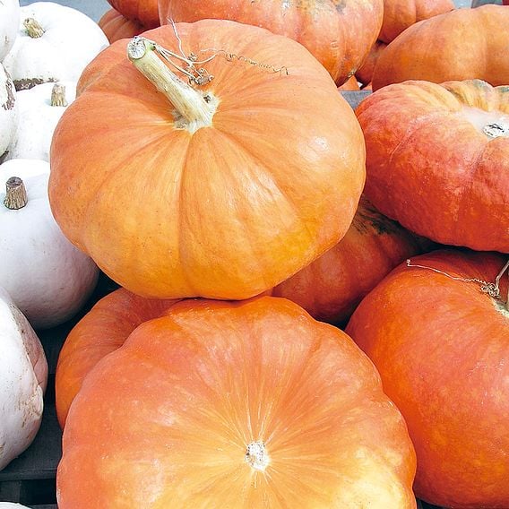 Squash 'Rouge Vif dEtampes' - Organic Seeds