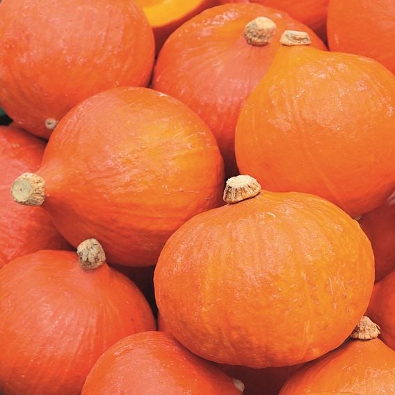 Squash 'Uchiki Kuri' - Organic Seeds