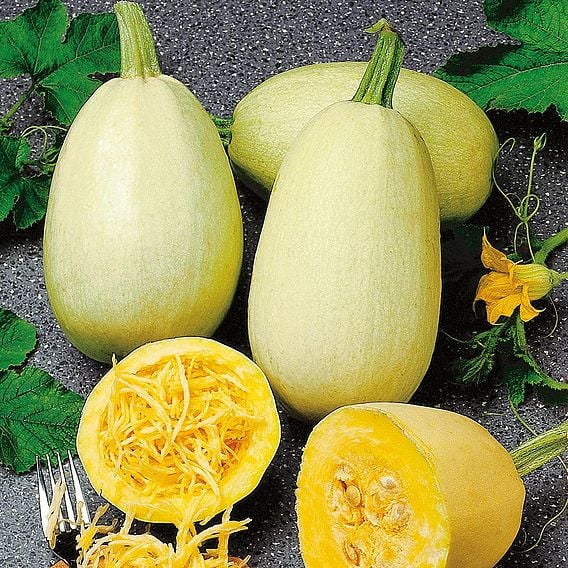 Squash 'Vegetable Spaghetti' - Organic Seeds